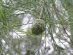 Taxodium